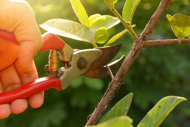 How Our Tree Care Process Works  in  Northwest Harwich, MA